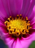 Copyright Allan Rhodes - www.allanrhodes.co.uk